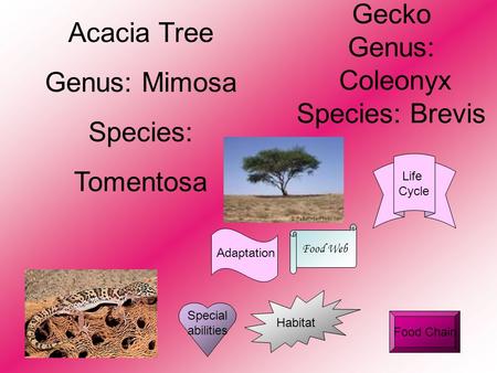 Gecko Genus: Coleonyx Species: Brevis Acacia Tree Genus: Mimosa Species: Tomentosa Food Web Food Chain Habitat Special abilities Life Cycle Adaptation.