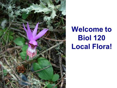 Welcome to Biol 120 Local Flora!. Syllabus info: Instructor: Dr. Vic Landrum Research area: Succulent plant evolution, systematics, and anatomy. Office.