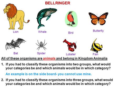 All of these organisms are animals and belong in Kingdom Animalia 1. If you had to classify these organisms into two groups, what would your categories.