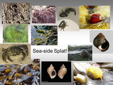 Sea-side Splat!. Key Words: Classification Taxonomy Taxon Phylogeny Binomial system Dichotomous key.