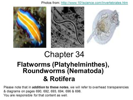 Flatworms (Platyhelminthes), Roundworms (Nematoda) & Rotifera