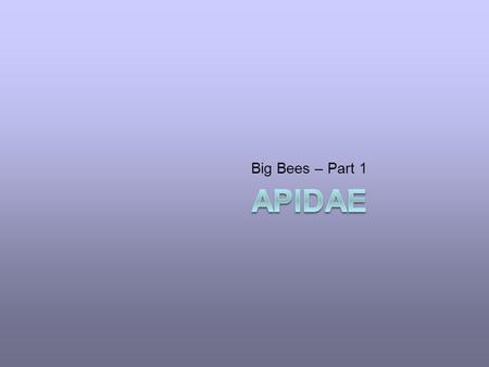 Big Bees – Part 1. Acknowledgements This presentation has been put together by a consortium of North American bee biologists This presentation has developed.