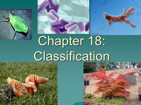 1 Chapter 18: Classification. 2 18–1 Finding Order in Diversity  Life on Earth has been changing for more than 3.5 billion years  1.5 million species.