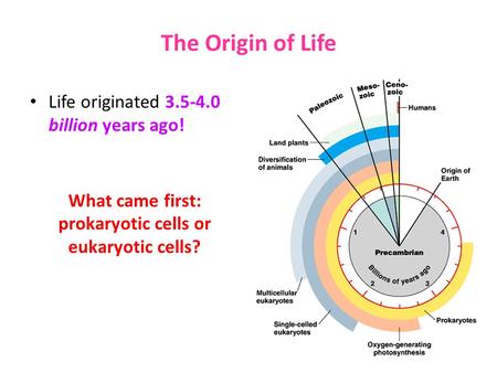 The Origin of Life Life originated 3.5-4.0 billion years ago! What came first: prokaryotic cells or eukaryotic cells?