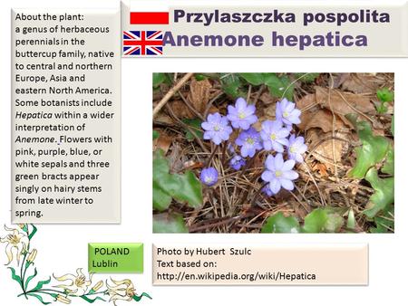 Przylaszczka pospolita Anemone hepatica About the plant: a genus of herbaceous perennials in the buttercup family, native to central and northern Europe,