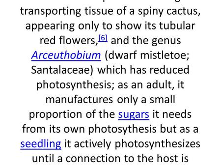 etoe Mistletoe in the genus Viscum The name was originally applied to Viscum album (European Mistletoe, Santalaceae),