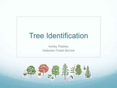 Tree Identification Ashley Peebles Delaware Forest Service.