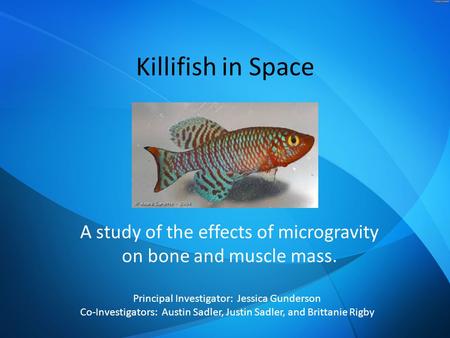 Killifish in Space A study of the effects of microgravity on bone and muscle mass. Principal Investigator: Jessica Gunderson Co-Investigators: Austin Sadler,