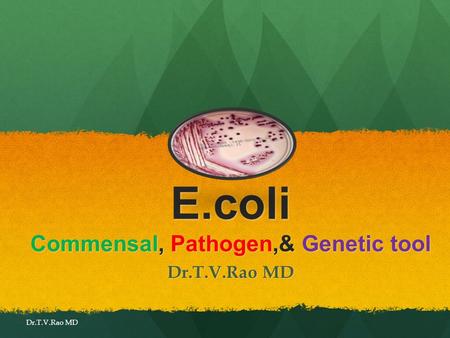 E.coli Commensal, Pathogen,& Genetic tool