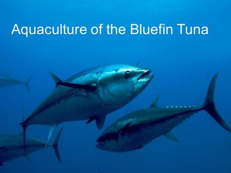 Aquaculture of the Bluefin Tuna. Taxonomy Genus Thunnus Species: Maccoyii, Orientalis, Thynnus.