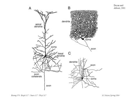 Bioeng 376 / Bioph 317 / Neuro 317 / Physl 317M. Nelson, Spring 2004 Dayan and Abbott, 2001.