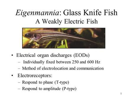 1 Eigenmannia: Glass Knife Fish A Weakly Electric Fish Electrical organ discharges (EODs) – Individually fixed between 250 and 600 Hz –Method of electrolocation.