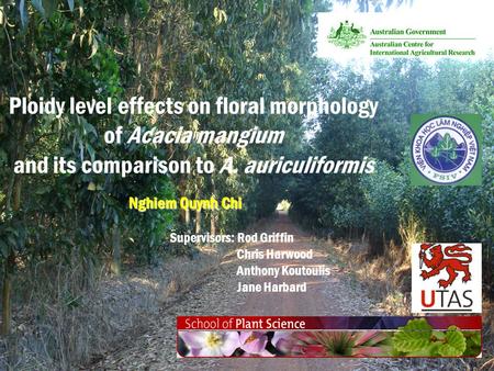 Ploidy level effects on floral morphology of Acacia mangium and its comparison to A. auriculiformis Nghiem Quynh Chi Supervisors: Rod Griffin.