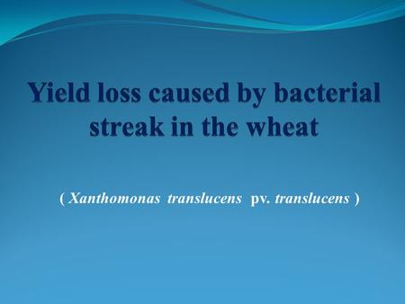 ( Xanthomonas translucens pv. translucens ). Bacterial leaf streak (BLS) - Black chaff أهمية المرض:- فى بعض الحالات يسبب خسائر تصل لــ 40% فى ولاية idaho.