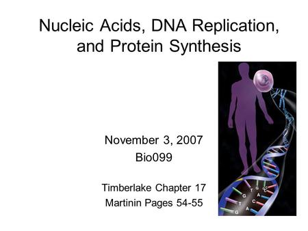 Nucleic Acids, DNA Replication, and Protein Synthesis