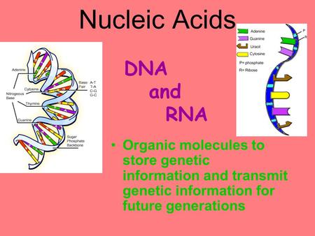 Nucleic Acids Organic molecules to store genetic information and transmit genetic information for future generations DNA and RNA.
