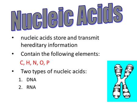 Nucleic Acids nucleic acids store and transmit hereditary information
