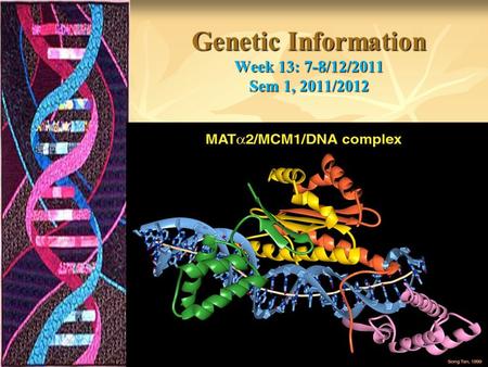 Genetic Information Week 13: 7-8/12/2011 Sem 1, 2011/2012.