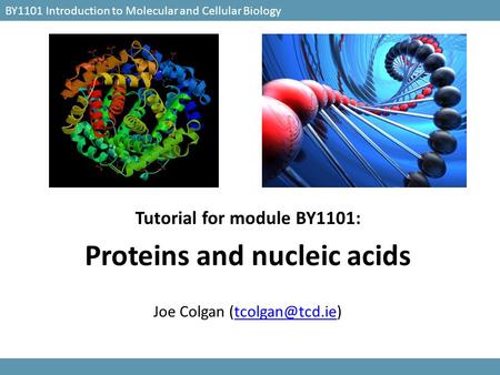 BY1101 Introduction to Molecular and Cellular Biology Tutorial for module BY1101: Proteins and nucleic acids Joe Colgan