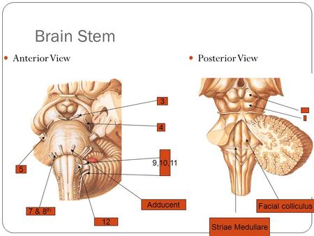 Brain Stem Anterior View Posterior View 3 4 9,10,11 5 Adducent