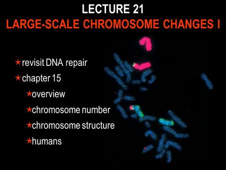 LECTURE 21 LARGE-SCALE CHROMOSOME CHANGES I