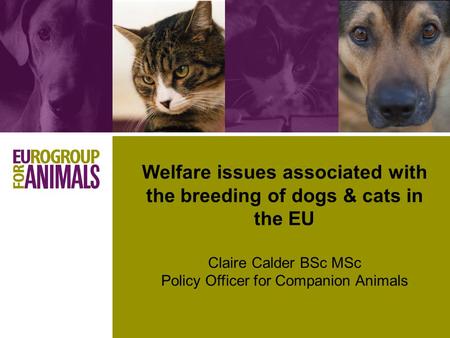 Welfare issues associated with the breeding of dogs & cats in the EU Claire Calder BSc MSc Policy Officer for Companion Animals.
