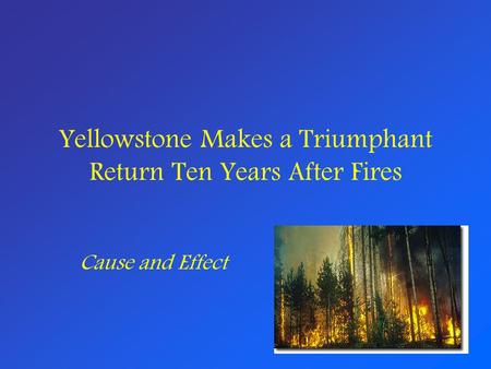 Yellowstone Makes a Triumphant Return Ten Years After Fires
