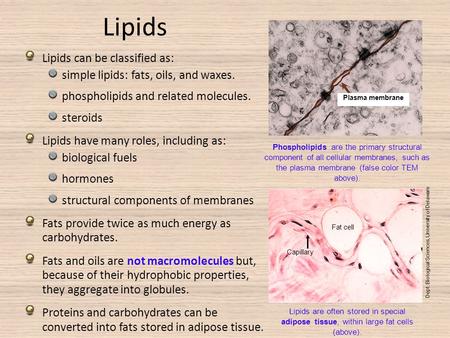 Lipids Lipids can be classified as: