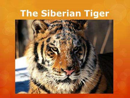 The Siberian Tiger. Facts about the Siberian tiger They are the only cats that are not afraid to go fully underwater They have the largest teeth in the.