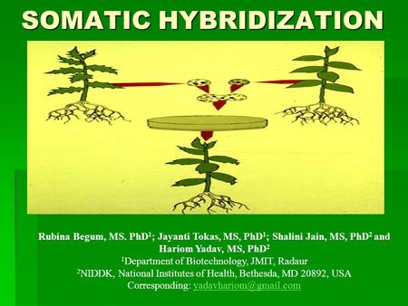 SOMATIC HYBRIDIZATION Rubina Begum, MS. PhD 1 ; Jayanti Tokas, MS, PhD 1 ; Shalini Jain, MS, PhD 2 and Hariom Yadav, MS, PhD 2 1 Department of Biotechnology,
