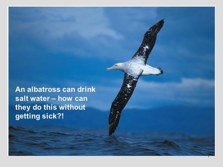 1 An albatross can drink salt water – how can they do this without getting sick?!