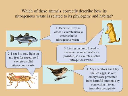 Which of these animals correctly describe how its nitrogenous waste is related to its phylogeny and habitat? 1. Because I live in water, I excrete urea,