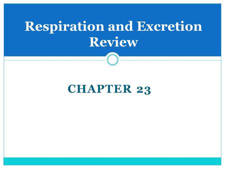 CHAPTER 23 Respiration and Excretion Review. Excretory System Many different chemical changes take place in cells.  As these changes take place waste.