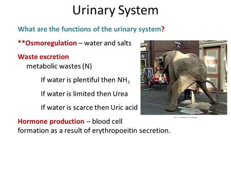 Urinary System What are the functions of the urinary system?