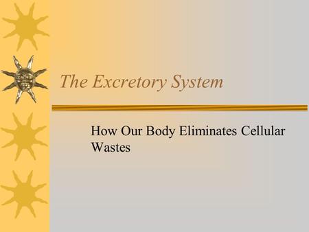 The Excretory System How Our Body Eliminates Cellular Wastes.