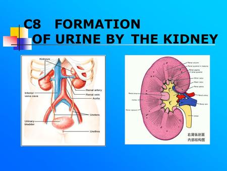 C8 FORMATION OF URINE BY THE KIDNEY. Today I am going to introduce: 1.the microstructure of the Kidney 2. glomerular filtration.