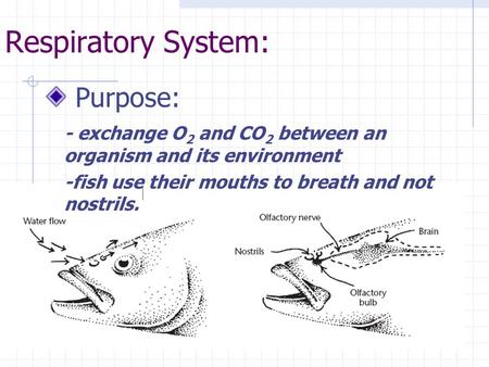 Respiratory System: Purpose: - exchange O 2 and CO 2 between an organism and its environment -fish use their mouths to breath and not nostrils.