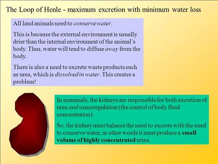 The Loop of Henle - maximum excretion with minimum water loss All land animals need to conserve water. This is because the external environment is usually.
