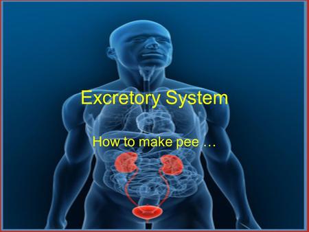 Excretory System How to make pee ….