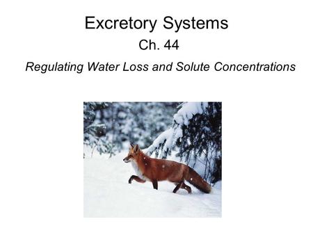 Excretory Systems Ch. 44 Regulating Water Loss and Solute Concentrations.