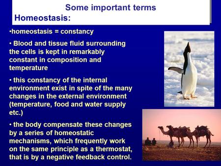 Some important terms Homeostasis: Some important terms Homeostasis: homeostasis = constancy Blood and tissue fluid surrounding the cells is kept in remarkably.