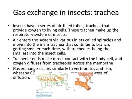 Gas exchange in insects: trachea