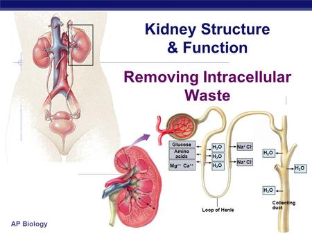 Kidney Structure & Function