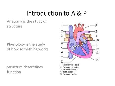 Introduction to A & P Anatomy is the study of structure