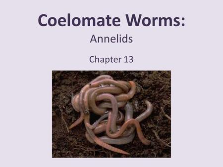 Coelomate Worms: Annelids Chapter 13. Phylum Annelida Important Groups – Earthworms – Tube worms – Leeches Habitat – Aquatic: Marine or Freshwater – Terrestrial: