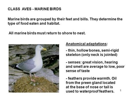 1 CLASS AVES - MARINE BIRDS Marine birds are grouped by their feet and bills. They determine the type of food eaten and habitat. All marine birds must.