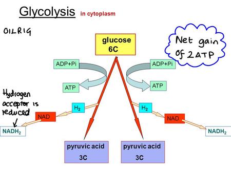 Glycolysis in cytoplasm