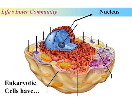 NucleusLife’s Inner Community Eukaryotic Cells have…