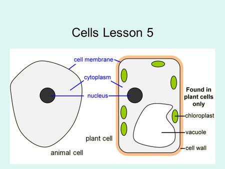 Cells Lesson 5. Learning intentions At the end of this lesson: All pupils will be able to: list the differences and similarities in cell structure between.