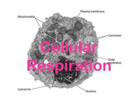 Cellular Respiration. DNA ribosome.